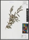 Foto von Salix alba L.